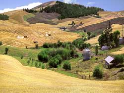 Grain harvest with 2 wheat combines near Moscow, ID