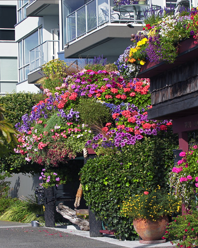 Flowers along Alki Avenue in West Seattle Washington on a sunny day