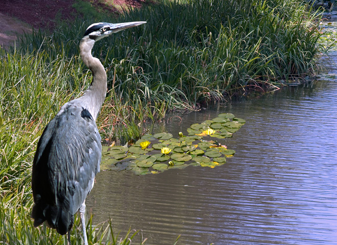 Scenic Washington, Puget Sound, Blue Heron on Lake Sakajewea