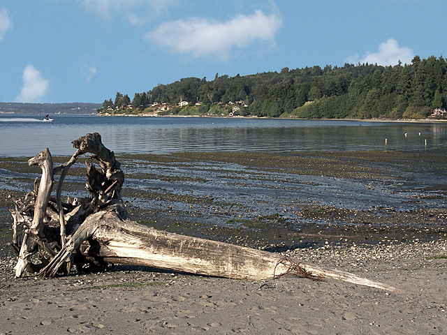 North of Dash Point is Dumas Bay Washington,driftwood