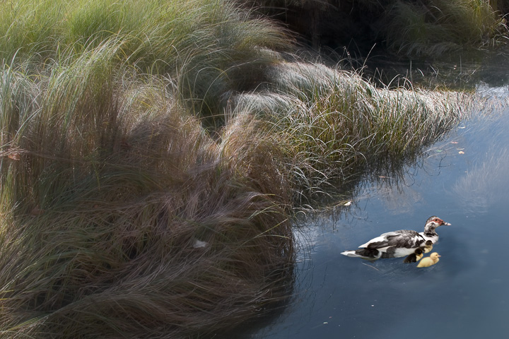 Nisqually National Wildlife Refuge,Lacey Washington