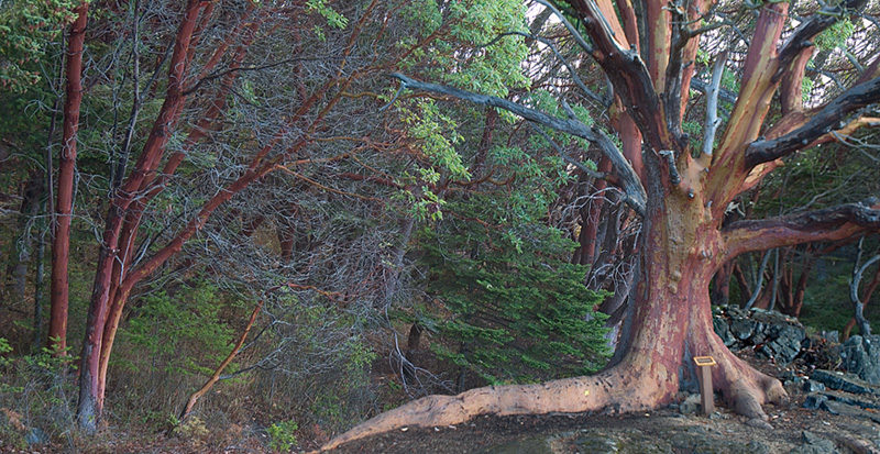 Puget Sound photographs - Madrona Trees in Lime Kiln Park on the San Juan Islands