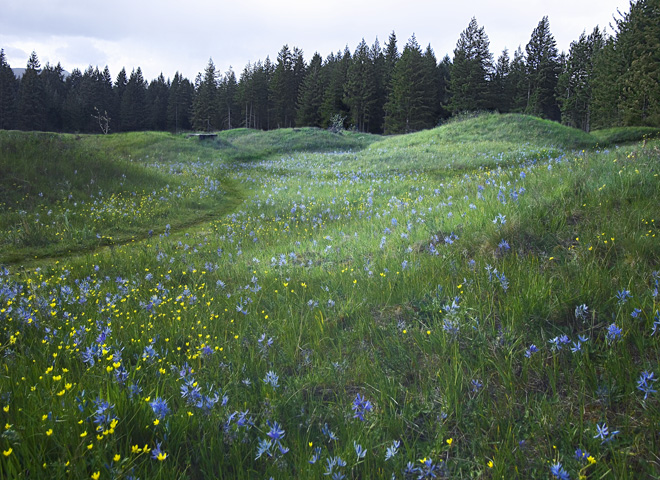 Puget Sound photographs - Mima Mounds Natural Area Preserve - gophers or vegetation caused?