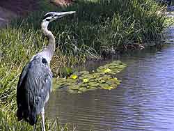 Heron bird - Lake Sakajawea, Longview WA