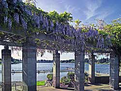 Fragrant Wisteria on Lake Meridian at Lake Meridian Park, Kent, WA