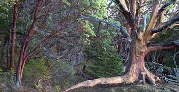 Madrona Trees in Lime Kiln Park on the San Juan Islands