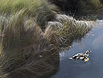 Mother duck and chick at Wildlife Reserve; Lacey WA