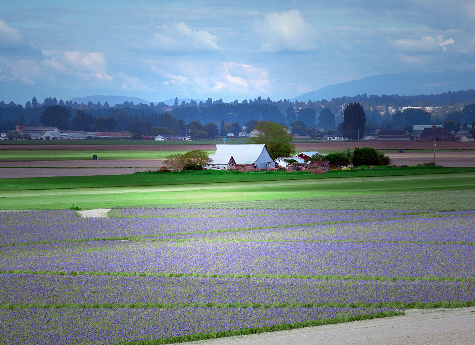 Buy this Blue Diamond Iris farm in Skagit Valley Washington photograph