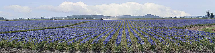 Skagit Valley panorama; Blue Iris Field panorama in Washington sold as framed photo or canvas