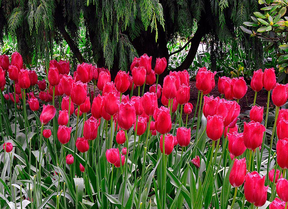 Buy this Burgundy Lace Tulips; Roozengaarde Display Gardens photograph
