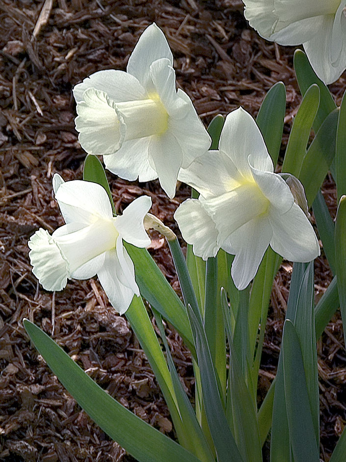 Buy this The purest white daffodil photograph