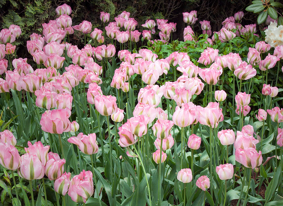Buy this Pink Tulips on display in Roozengaarde Garden photograph