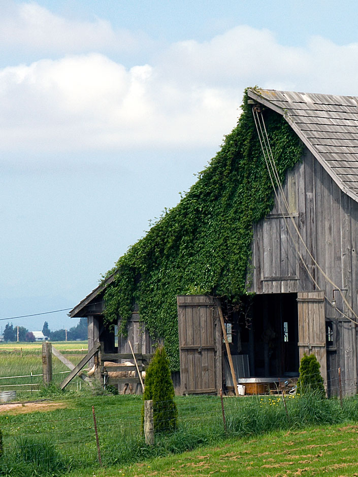 Buy this Barn covered with ivy in Skagit Valley Washington photograph