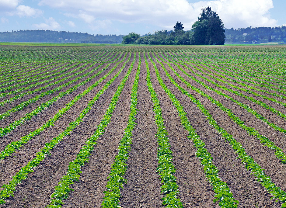 Buy this Endless Lettuce Rows - Skagit Valley Washington photograph