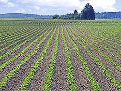 Endless Lettuce Rows - Skagit Valley Washington