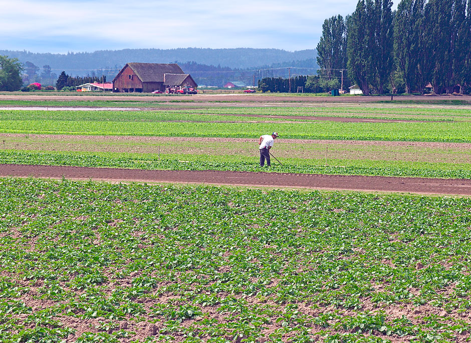 Buy this Man hoes lettuce all day long in Skagit Valley Lettuce farm photograph