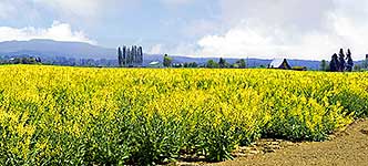 70% of the USA's Mustard comes from Skagit Valley