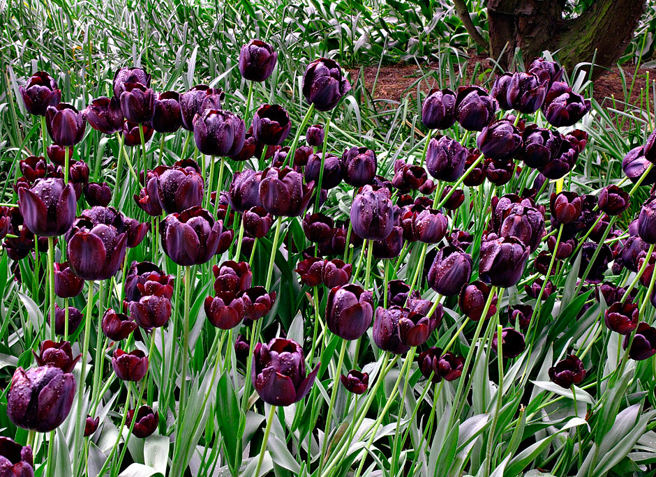 Buy this Queen of the Night tulips; Roozengaarde Display Gardens photograph