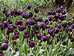 Queen of the Night tulips; Roozengaarde Display Gardens
