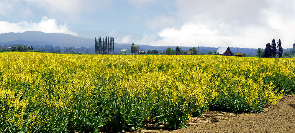 Buy this 70% of the USA's Mustard comes from Skagit Valley photograph