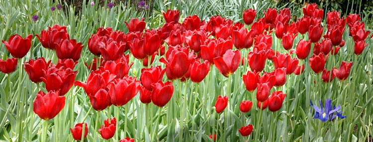 Red Tulips panorama from Roozengaarde Display Garden, Skagit Valley Tulips Festival, Washington Agriculture, sold as framed photo or canvas