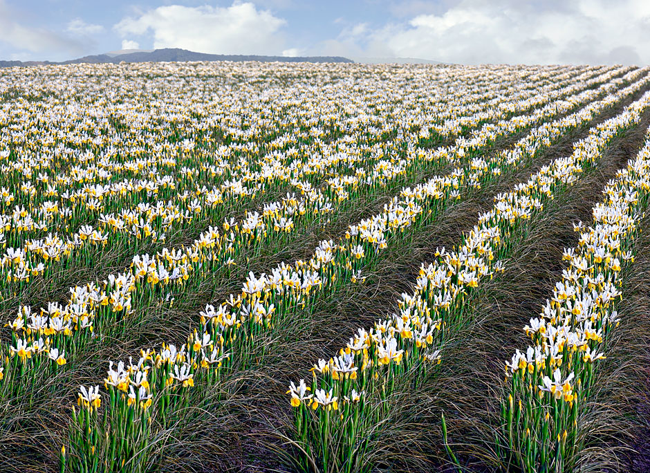 Buy this A sea of white iris - Apollo Iris - Skagit Valley Washington photograph