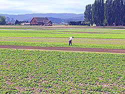 Man hoes lettuce all day long in Skagit Valley Lettuce farm