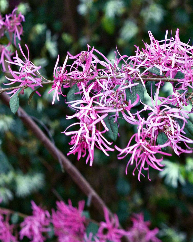 Buy this Gay Feather Azalea -Steven F. Austin State University; Ruby M. Mize Azalea Gardens photograph