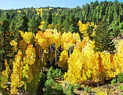 Dixie National Forest (Yellow Aspens)