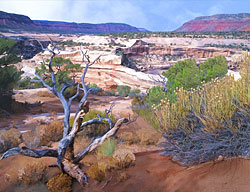 Gnarly Tree in Natural Bridges NM Utah