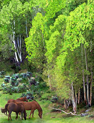 Horses in the Salina Aspens; Salina to Emery Utah