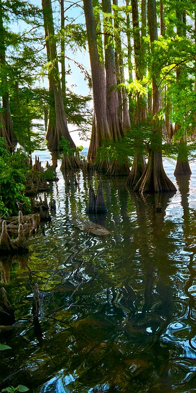 Cypress Trees in Lake Providence, Louisiana; Left