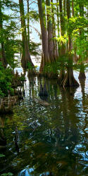 Cypress Tree panorama