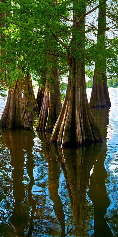 Cypress Trees in Lake Providence, Louisiana; Right