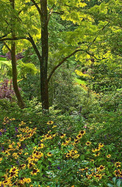 Vertical Panorama of Butchardt Gardens Gloriosa Daisy