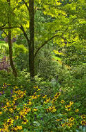 Butchardt Gardens Gloriosa Daisies Victoria, BC