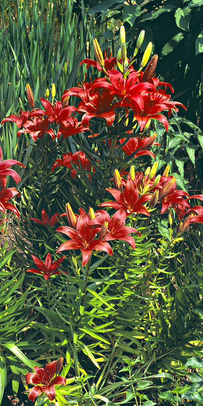 Vertical Panorama - Red Lilies in Oregon Garden