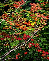 Vine Maples in Cascade Mountains