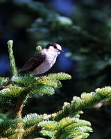 Canada Jay Bird wildlife