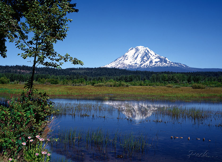 Buy this Mt Adams reflection in pond; ducks photograph