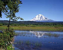 Mt Adams reflection in pond; ducks