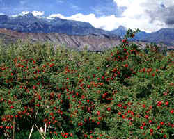 Red apples in a Wenatchee Orchard