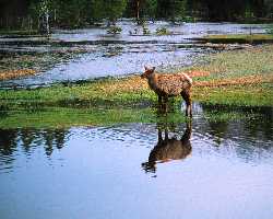 Yellowstone National Park - elk at Yellowstone