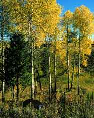 black bear in aspens at Yellowstone