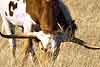 Texas Longhorn Steer