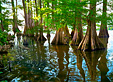 Cypress trees from Louisiana