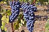 Wine grape pictures;Chardonnay, Cabernet Sauvignon, Nebbiolo, Riesling, Gewurztraminer, Pinot Gris, Merlot, Early Muscat