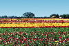 thousands of blooming tulips in Woodburn, Oregon