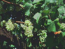 A bee---the worst enemy and best friend of a wine vineyard!