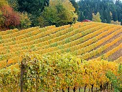 Computer Effect - Chehalem Vineyards in fall - Newberg Oregon